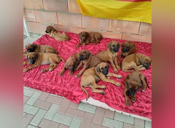 Süße Rhodesian Ridgeback Welpen