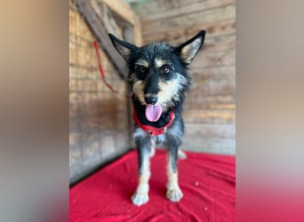 Ledi, Schnauzer-Mix, Hündin, geb. 02.04.2023, ca. 42 cm
