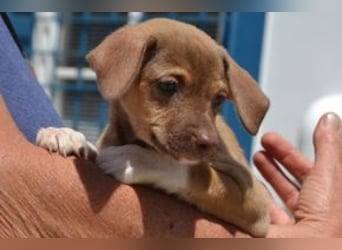 Galão, ein zarter Hundejunge, der Schutz und Geborgenheit sucht