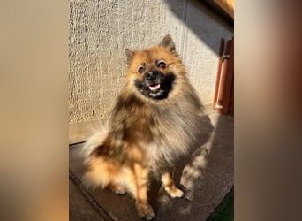 Bailey-SR, hübscher Kerl sucht ein Zuhause.