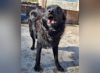 Duke ❤️ aufgeweckter, junger Kroat. Schäferhund-Mix-Bub!
