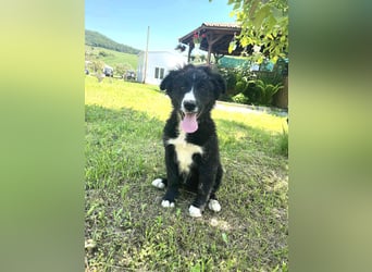 Alicia - Zarte Seele mit viel Liebe im Gepäck