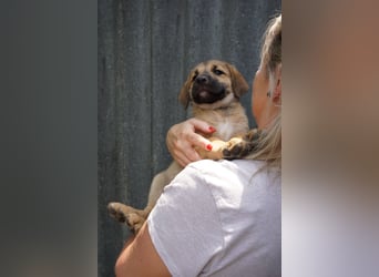 Ronja- Kulleraugen auf vier Pfoten
