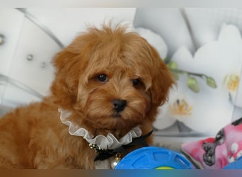 Wunderschöne Havapoo Welpen ähnlich Maltipoo (Toypudel/Zwergpudel + Havaneser)