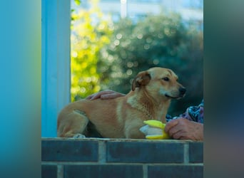 Sanfte Martha sucht ihr Zuhause