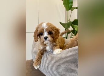 Cavapoo, Pudel, Cavalier King Charles Spaniel