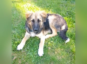 Tobi - aktiver, lebhafter und verspielter Schäferhund-Mix Rüde / Pflegestelle in 33...Paderborn