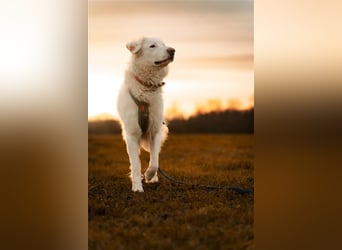 Erna wartet in Tierpension Tannenhof 54597 Wallersheim