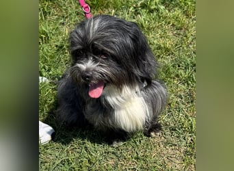 Micha: Hundekind sucht ein Zuhause