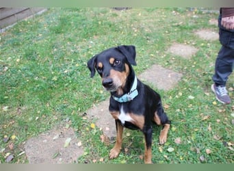 Spencer, Dobermann-Appenzeller Mix, geb. 2014, lieber anhänglicher Rüde