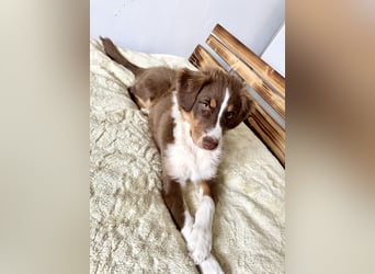 1 kleine Australian Shepherd Hündin( Welpe) braun/redtri (Minimix/Reinrassig)+ Gesundheitszeugnis