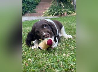 Kleine Münsterländer Welpen