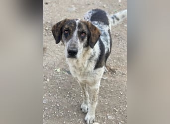 Nonga, geb. ca. 06/2023, lebt in GRIECHENLAND, im städt. Tierheim Serres