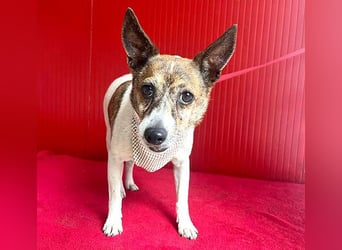 ❤️ liebenswerter kleiner TRÜFFY - 7 Jahre, 30cm/9kg - Mischling