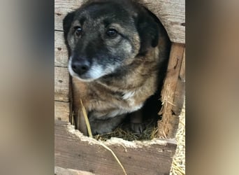 Angeli musste nach 28 Stunden gehen...