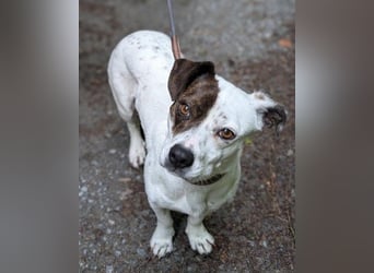 Klein ♥ Abbie ♥ Schmusemaus wartet bereits in 63820 Elsenfeld auf ihre(n) treuen Menschen