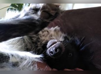 NOTFALL Lilli, benötigt dringend ein neues Zuhause!