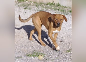 CHICA, Hündin, Boxer-Rhodesian Ridgeback-Mix, geb. ca. 09.2017, SH: ca. 55 - 60 cm, TH Sierra Nevada