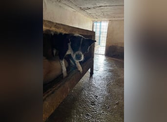 Woody - braucht Mutmacher