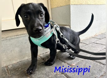 Misissippi geb. 03/2025 (in Deutschland) - kleiner Labrador-Mix Welpe!