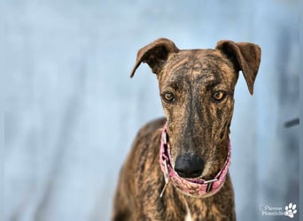 Elonia - auch für Galgoanfänger geeignet