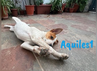 Aquiles1 01/2025 (ESP) - verspielter, aufgeschlossener Bodeguero-Mix Welpe!