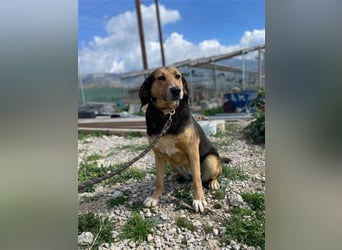 Maya, 07/20 - Traumhündin sucht Zuhause