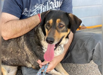 Juanita - Hündin in Spanien