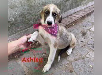 Ashley 07/2023 (GRC) - verspielte und fröhliche, süße Junghündin!
