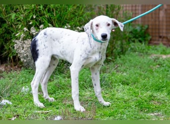 Sofia  - Mix Pointer / Dalmatiner, lieb und verträglich