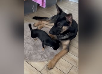 Lieber Schäferhund Rüde