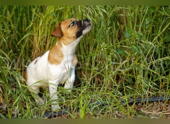 Jack Russell Terrier Welpe (Rüde) abzugeben!