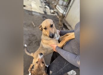 Alex - Freundlicher Jungspund sucht liebevolles Zuhause