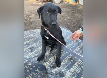 ❤️Labradormix Welpe Nero❤️