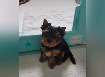 wunderschöne kleine dunkelbleibende Yorkiewelpen  Yorkshireterrier mit Papieren