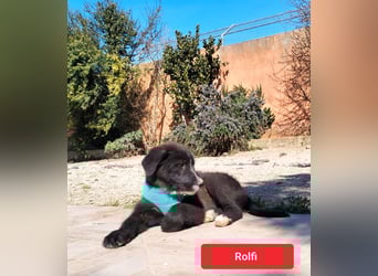 süßer Rolfi sucht sein Zuhause
