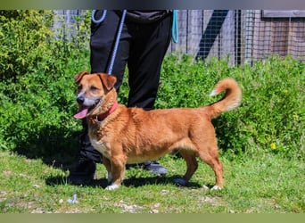 Kali, Mix Dackel / Pinscher, lieb und verträglich