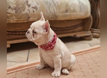 Französische Bulldogge TOP Qualität Platinum Lilac/Tan