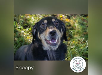 Snoopy: fröhlicher Rüde