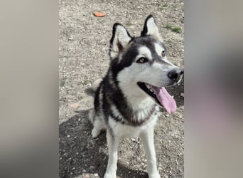 Hachiko, er wird immer übersehen
