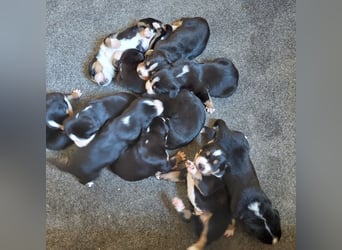 Schweizer Sennenhund Welpen