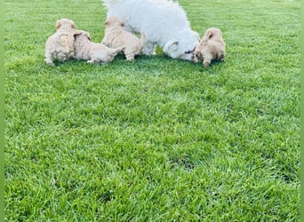 Wunderschöne Maltipoo Welpen!!! (Malteser/Zwergpudel)