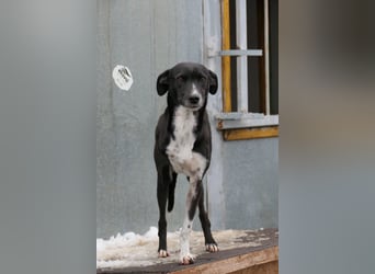 Kira - dreibeinige, nette Hündin