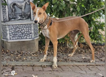 Elu ist aktiv, verschmust, fröhlich (Galgo Podenco Mix)
