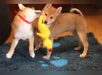 Schöne rote Shiba inu Welpen MEI, MIKA, MASARU mit FCI dokumenten