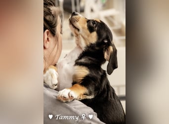 Kokonimix Tammy und Sammy suchen ein Zuhause