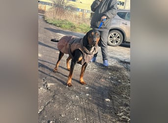 Jack , ungarische Bracke, sucht die Wärme und Nähe des Menschen