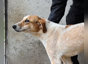 Molletta - Junghündin sucht Anschluss mit Streicheleinheiten