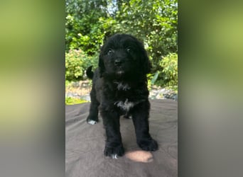 Aussiedoodle Welpen mini / medium F1