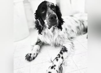 Lord  - ein ruhiger, wunderbarer Setter sucht sein liebevolles Zuhause!